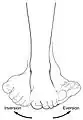 Example showing inversion and eversion of the foot