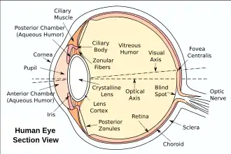 The section of the eye with labelled anatomy