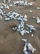 They are often found ashore in large groups.