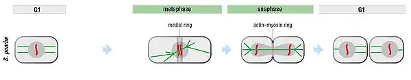 Cytokinesis of the fission yeast.