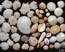 Foraminifera in Ngapali, Myanmar, field width 5.22&nbsp;mm