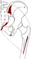Gluteus maximus of right side: outline and attachment-areas.