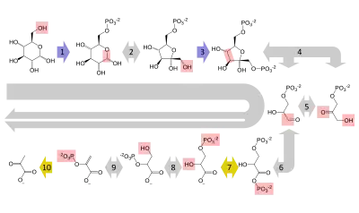 A summary pathway diagram of glycolysis, showing the multi-step conversion of glucose to pyruvate. Each step in the pathway is catalysed by a unique enzyme.