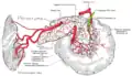Anatomical dissection showing the origin of the two inferior pancreaticoduodenal arteries