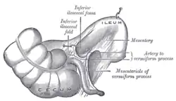 Inferior ileocecal fossa