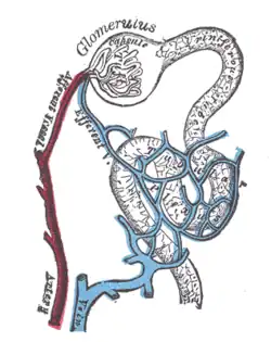 Distribution of blood vessels in cortex of kidney.