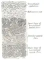 Vertical section of bladder wall