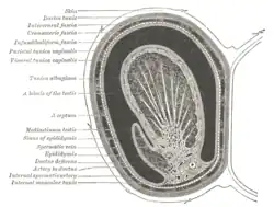 Longitudinal section through the left side of the scrotum and the left testis (seminiferous tubules visible in center, but not labeled).