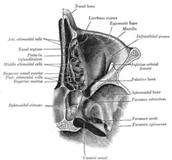 Horizontal section of nasal and orbital cavities.