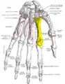 Palmer view of the left hand (second metacarpal shown in yellow).