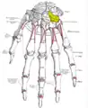 Bones of the left hand. Dorsal surface. Hamate shown in yellow.