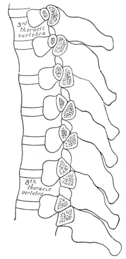 Section of the costotransverse joints from the third to the ninth inclusive.