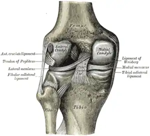 Left knee-joint from behind, showing interior ligaments.