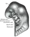 Schematic of developing human embryo with first (mandibular), second (hyoid),pharyngeal arches and third arches labelled
