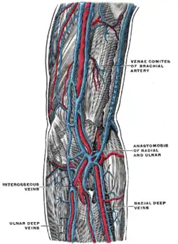 The deep veins of the upper extremity