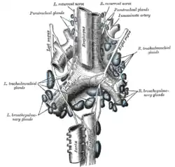 The tracheobronchial lymph glands