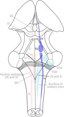 Diagram of the brainstem