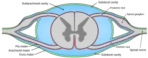 Drawing of cross-section of spinal cord