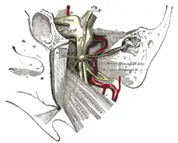 The otic ganglion and its branches.