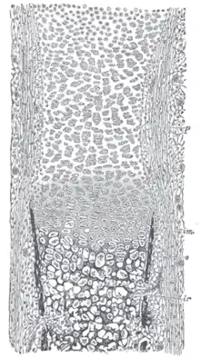 Section of fetal bone of cat. ir. Irruption of the subperiosteal tissue. p. Fibrous layer of the periosteum. o. Layer of osteoblasts. im. Subperiosteal bony deposit.