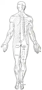 Dorsal aspect. Ventral and lateral cutaneous branches labeled at center right.