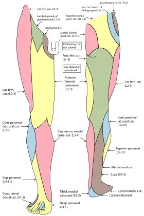 Cutaneous nerves of the right lower extremity, anterior and posterior views.