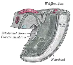 Tail end of human embryo from fifteen to eighteen days old.