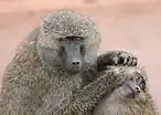 Allogrooming monkeys