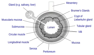 General structure of the gut wall showing the submucosa.