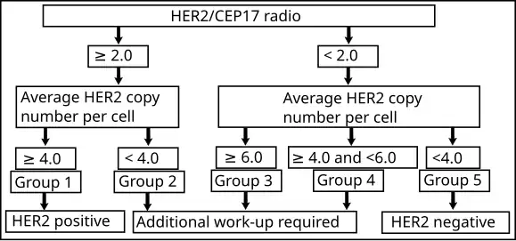 Algorithm for the evaluation of HER2 on fluorescence in situ hybridization (FISH).