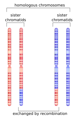 Depiction of chromosome 1 after undergoing homologous recombination in meiosis