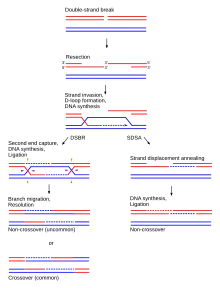 HR schematic diagram