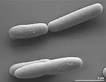 Scanning electron micrograph of a few straight rod-shaped H. praevalens bacteria, with 2-micrometer scale marker.