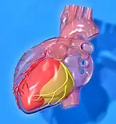 Heart coronary territories