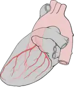 Heart left lateral coronaries diagram