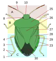 26 = Heteroptera scutellum
