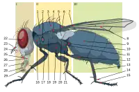 6 = Diptera scutellum