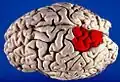Superior parietal lobule (shown in red).