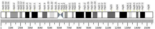 X chromosome (human)