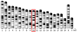 Chromosome 10 (mouse)