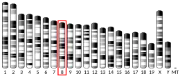 Chromosome 8 (mouse)