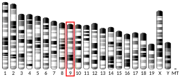Chromosome 9 (mouse)