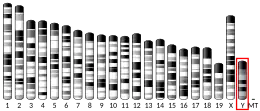 Y chromosome (mouse)