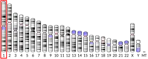 Chromosome 1 (human)