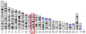 Chromosome 10 (human)