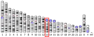 Chromosome 13 (human)