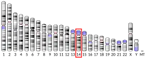 Chromosome 14 (human)