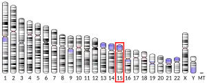 Chromosome 15 (human)