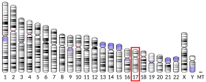 Chromosome 17 (human)