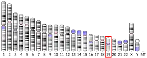 Chromosome 19 (human)